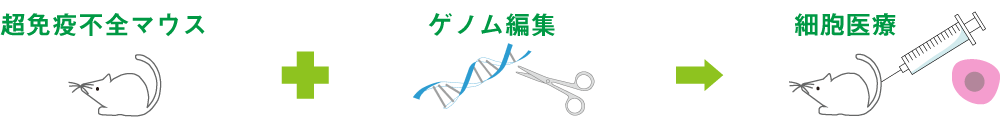 超免疫不全マウスへの追加ゲノム編集