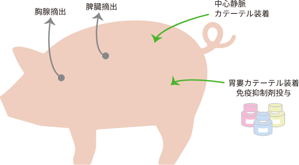 免疫抑制ブタを用いた薬効薬理試験 - Axcelead Drug Discovery