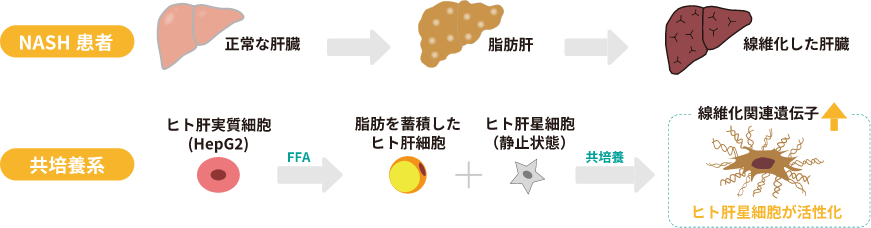 NASH患者 共培養系