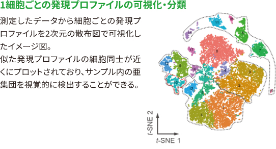細胞ごとの発現プロファイルの可視化・分類
