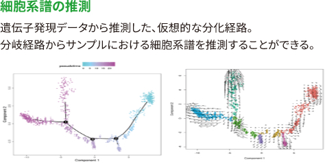 【細胞系譜の推測】 遺伝子発現データから推測した、仮想的な分化経路。 分岐経路からサンプルにおける細胞系譜を推測することができる。