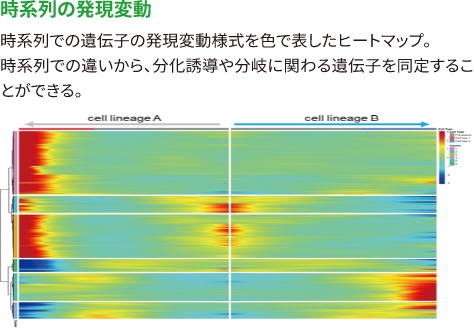 【時系列の発現変動】 時系列での遺伝子の発現変動様式を色で表したヒートマップ。 時系列での違いから、分化誘導や分岐に関わる遺伝子を同定することができる。