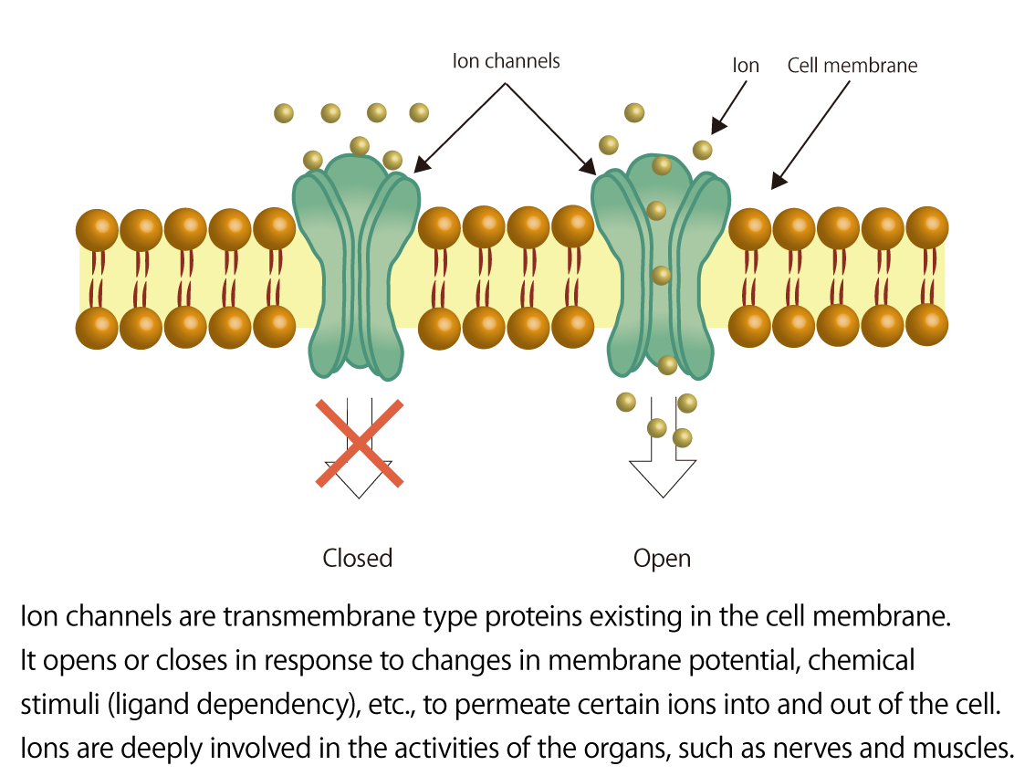 Ion channel drug discovery with leading-edge facilities and a strategic ...