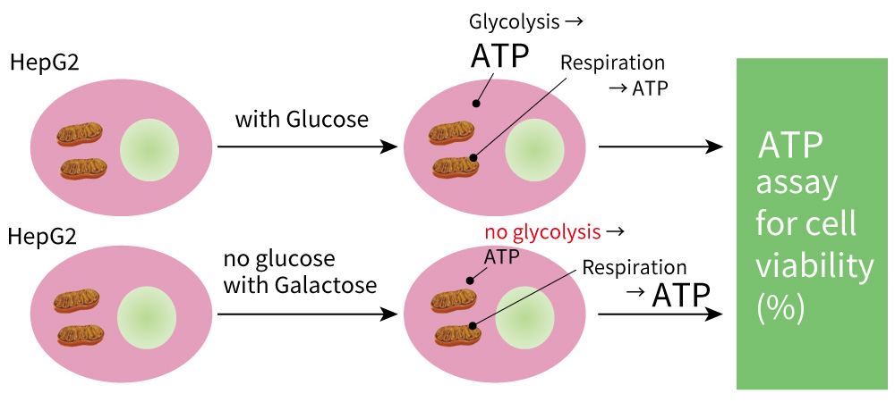 毒性試験法ガイドライン、GLP基準(毒性試験講座〈3〉) [単行本] - メディカル